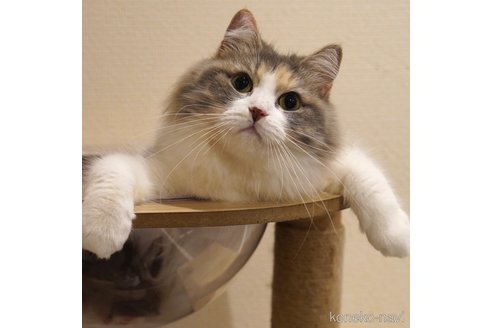 そば茶ちゃん1枚目